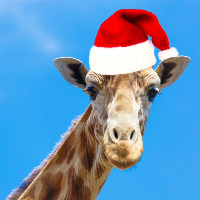 Christmas giraffe outdoor decoration